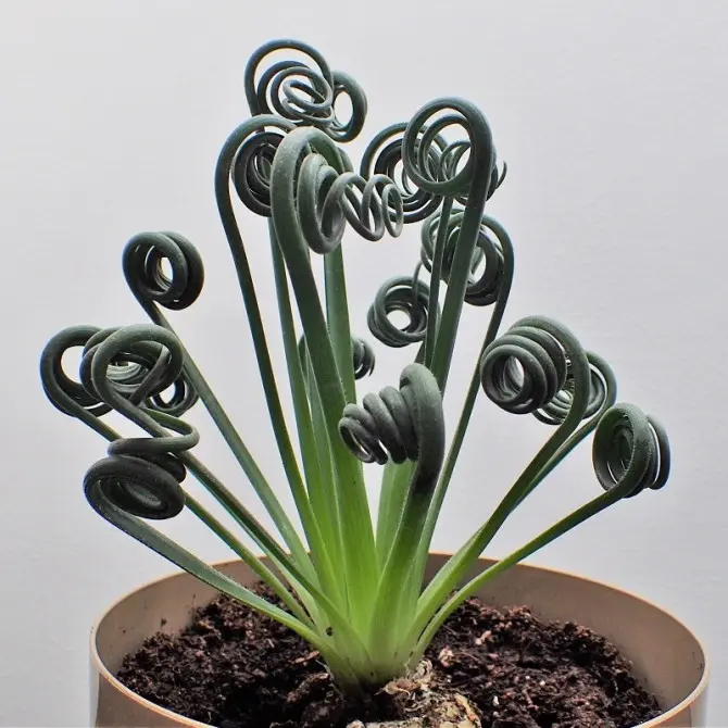 Corkskrew Albuca