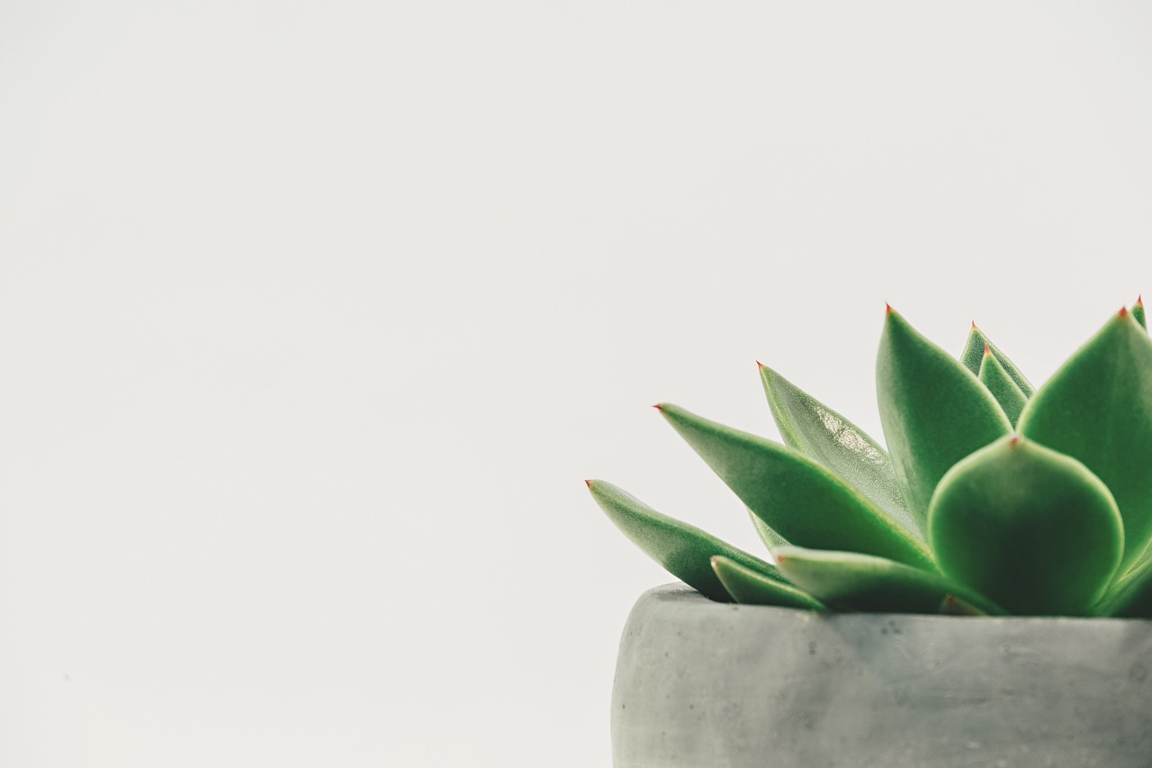 Leaf background