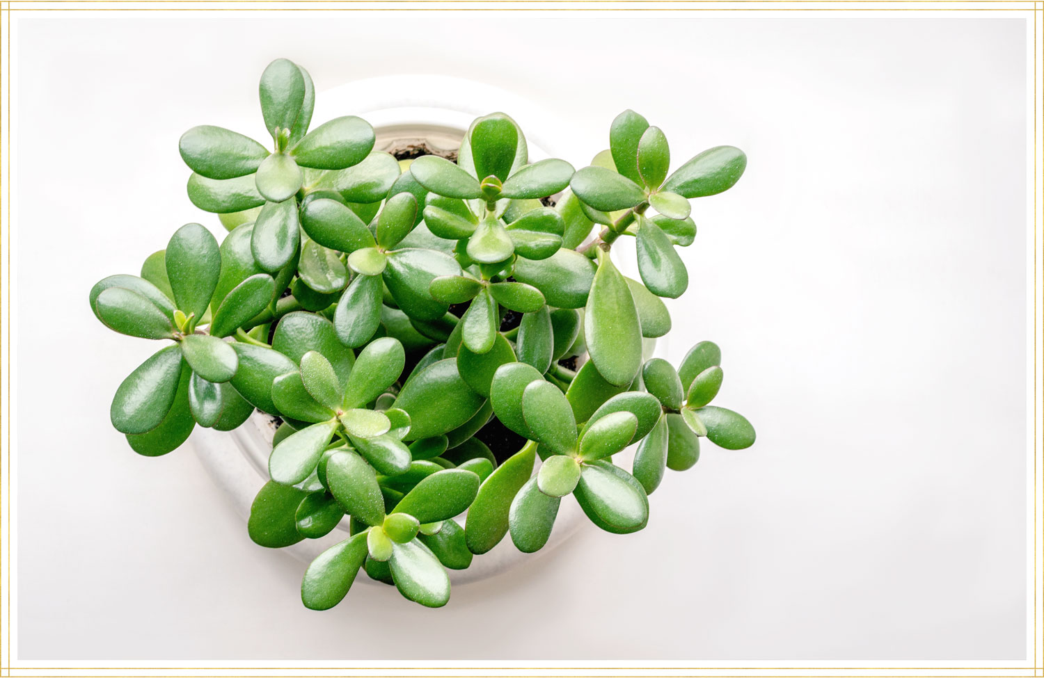 string of pearls plant
