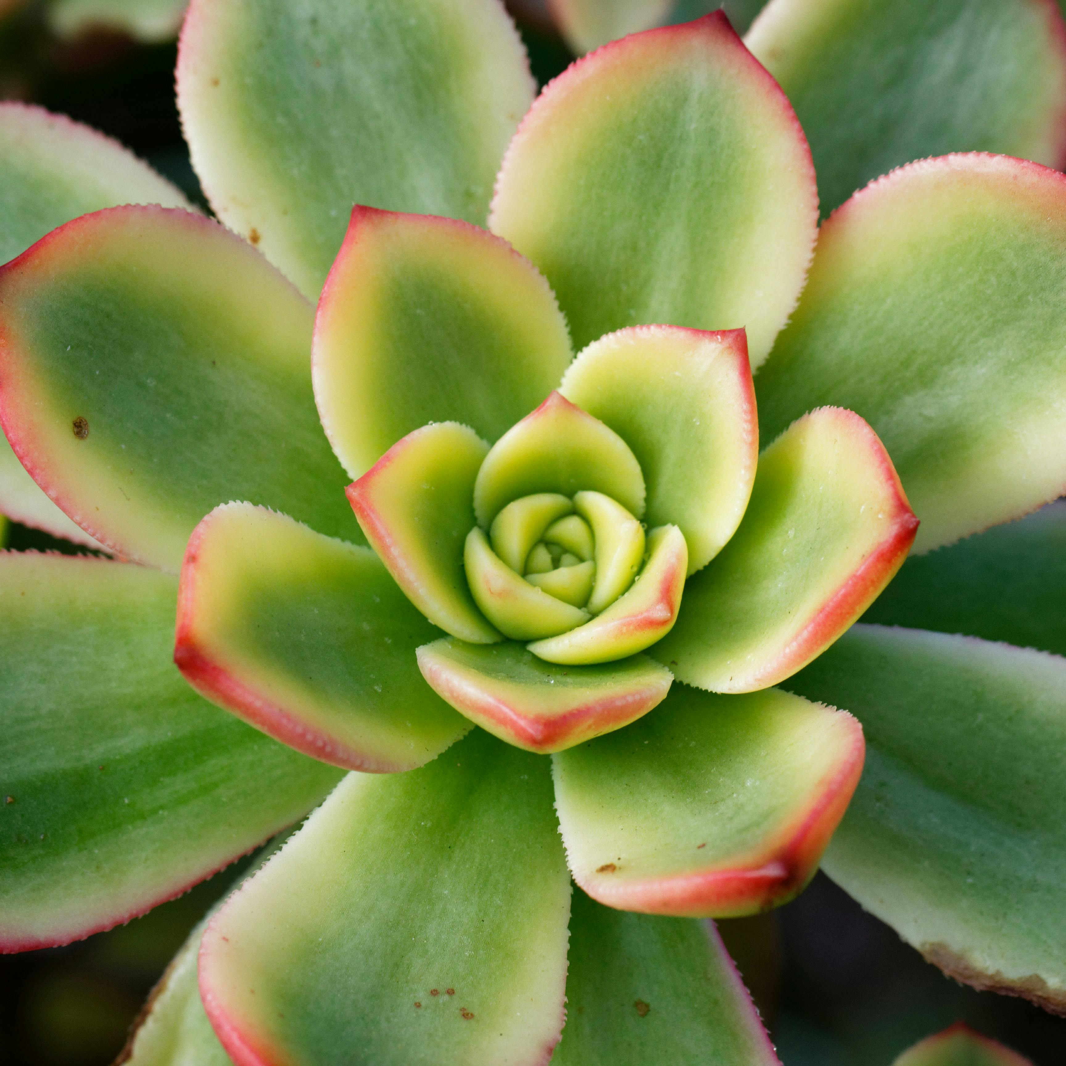 Plant close-up