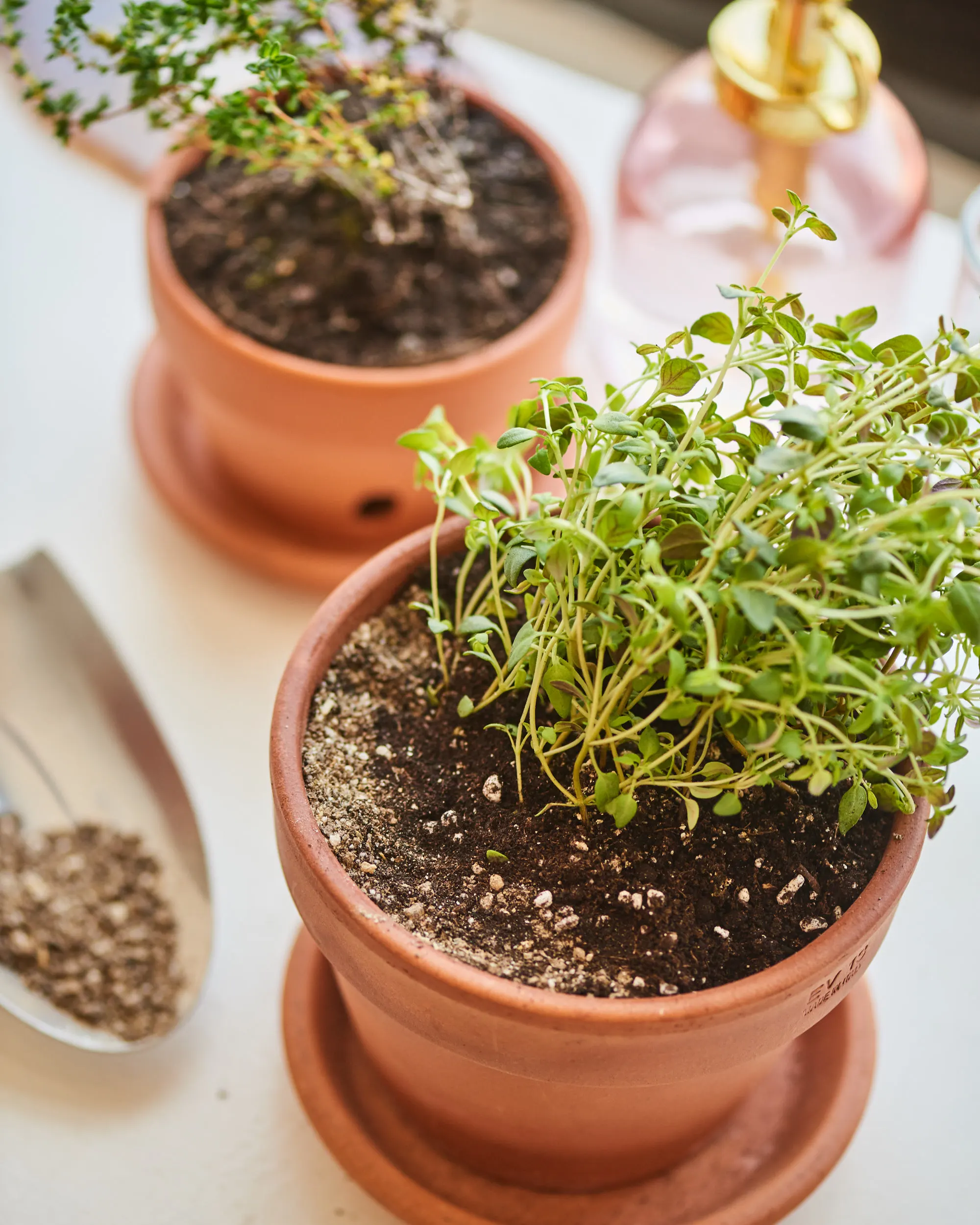 thyme plant