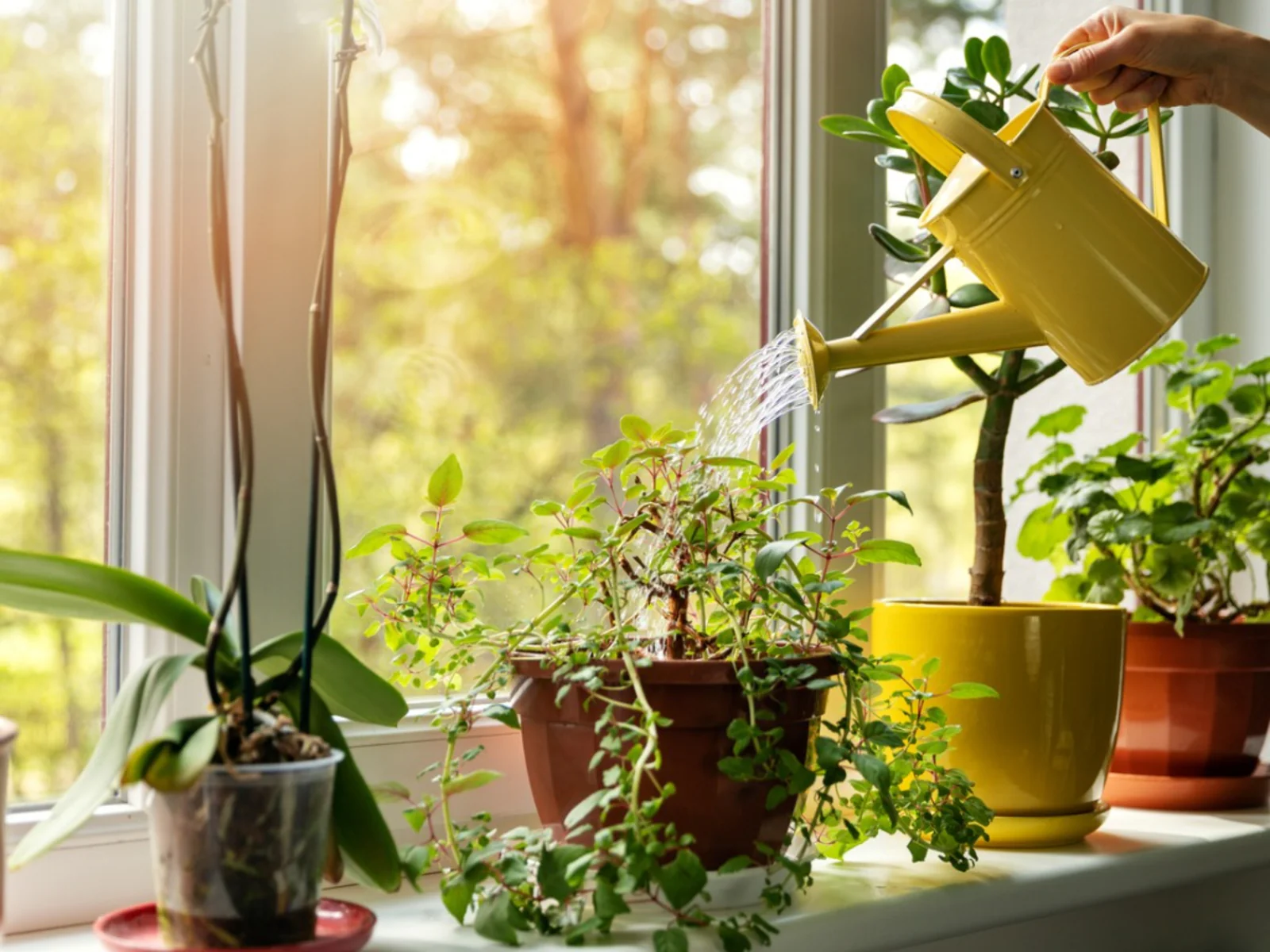 Person watering plants